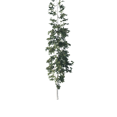 PF Conifer Bare BOTD